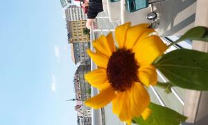 Scleroderma világnap, 2016