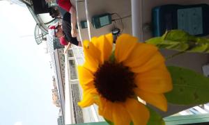 Scleroderma világnap, 2016